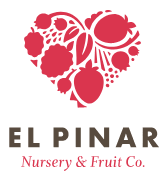 El Pinar